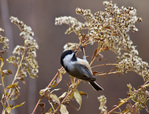 Black-capped Chickadee