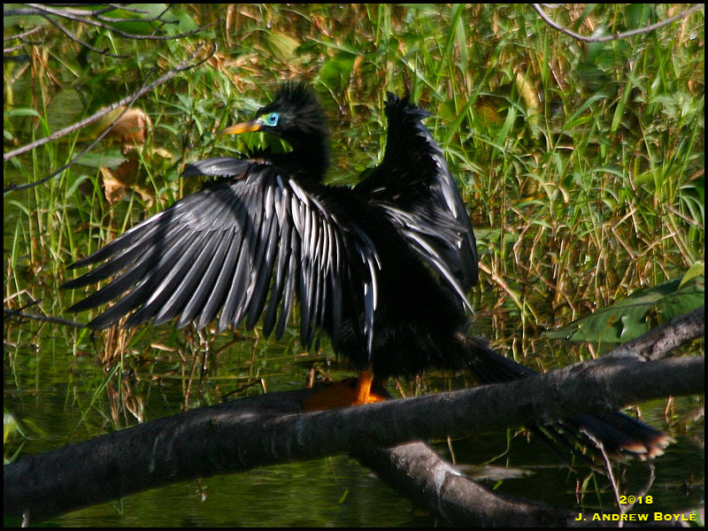Anhinga