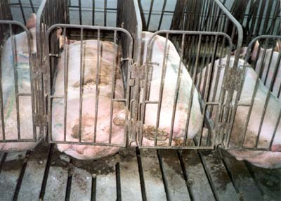once the big gives birth, they are kept in farrowing crates like these ...