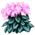 Alpenveilchen