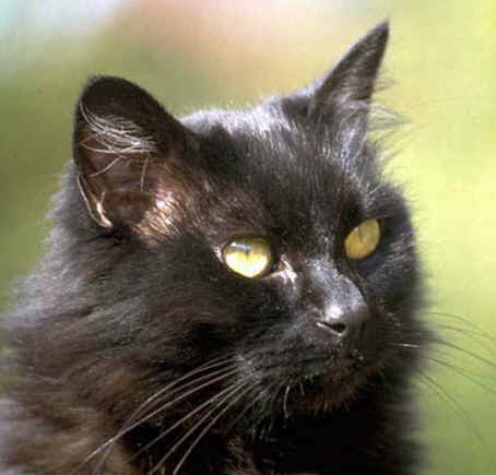 http://www.4asap.org/Copy_of_black_cat_face.jpg
