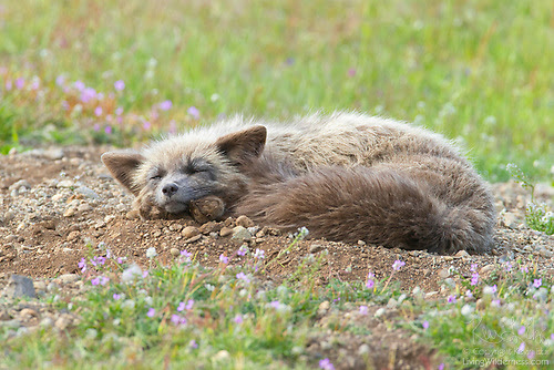 Red Fox Kit Sleeping, San Juan Island, Washington