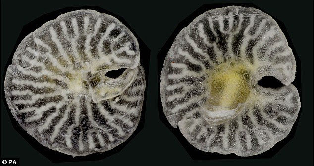 Alien: The creatures (aerial view pictures) may be related to extinct life forms that lived 600 million years ago