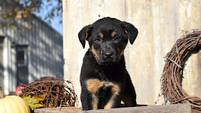 German Shepherd Rottweiler Mix Puppies For Sale