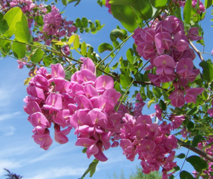 Acacia Rose Plantation Culture Entretien Toutes Les