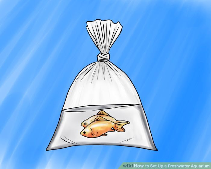Set up a Freshwater Aquarium Step 10 Version 2.jpg