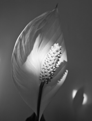 Peace Lily