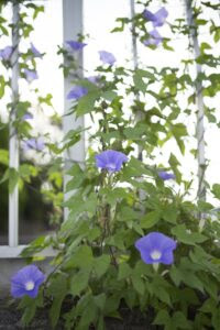 朝顔の育て方は摘芯が大事 その理由と摘芯の時期と方法を解説