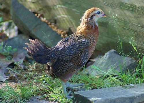 fancy araucana