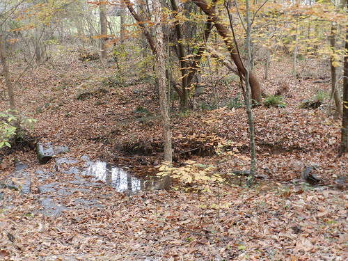 naturenotesDSCN5381