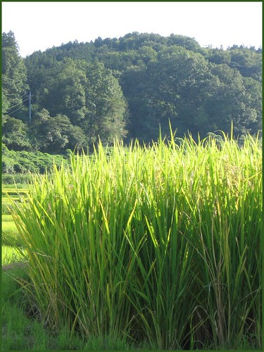01 rice in sunshine