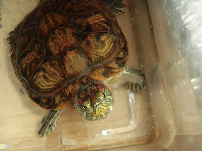 カメも脱皮するって知っていた 水カビ病との見分け方とは わんにゃんうぇぶ ペットと一緒に暮らせる住まいが もっと身近になるように 住まいをよく知る不動産広告会社が所沢から発信