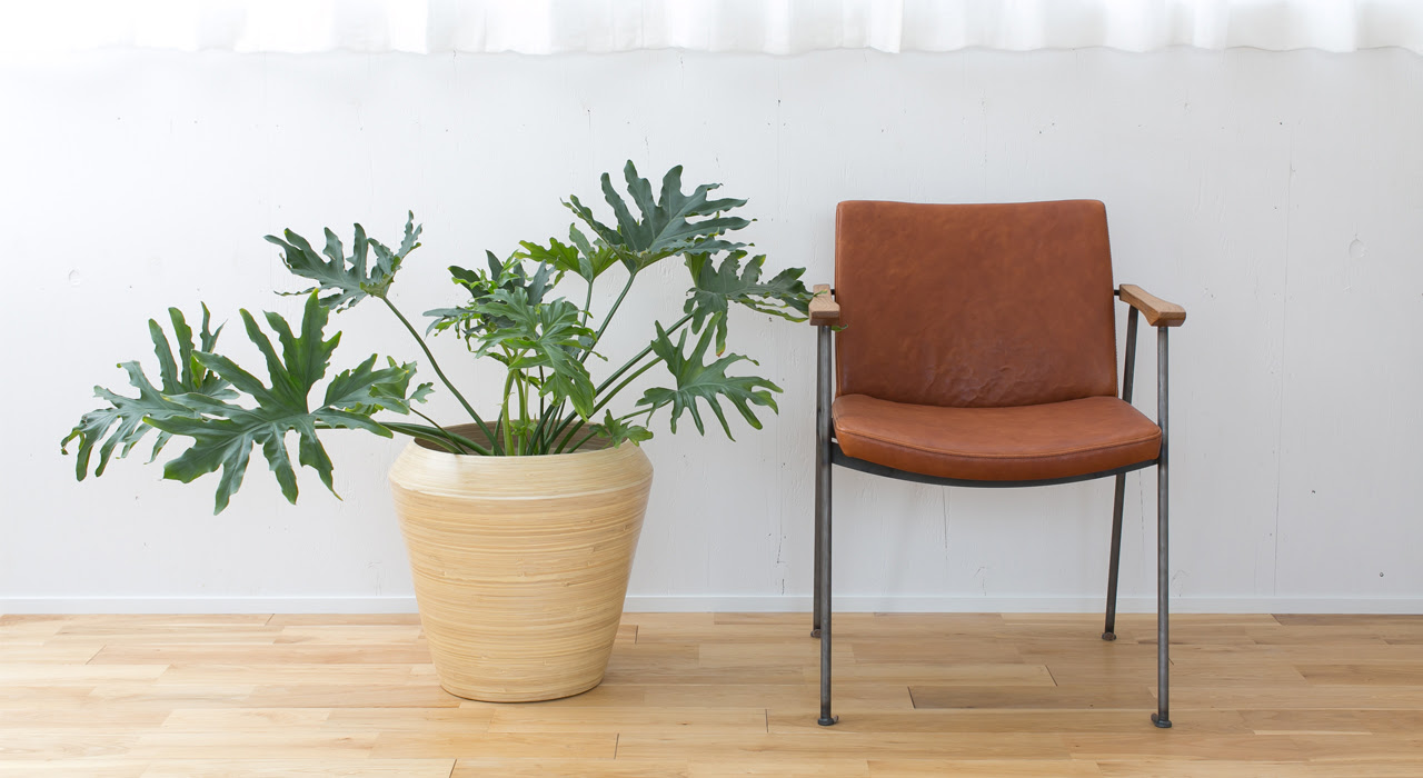 Gardening Tip For May 大きくなり過ぎた観葉植物を植えかえよう 植木鉢ナビ