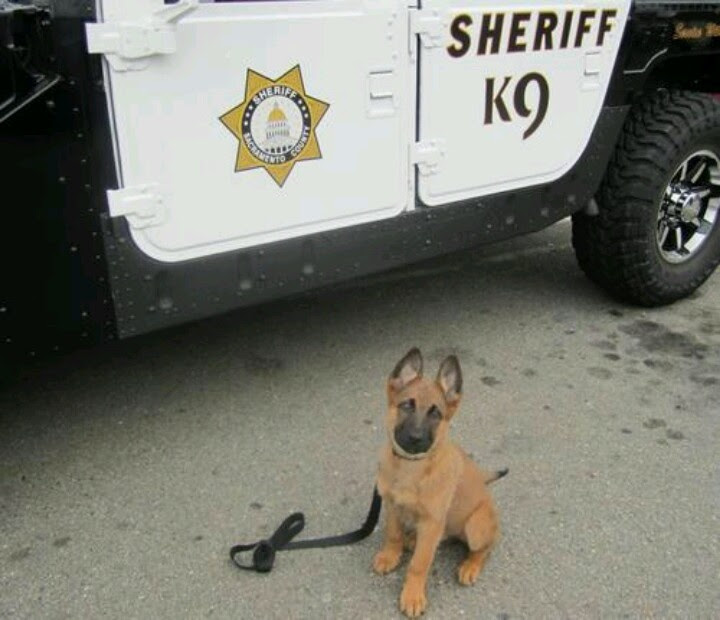 Police Dog In Training! ! | K9 | Pinterest
