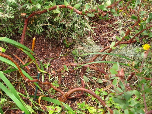 Arctostaphylos pajaroensis 'Lester Rowntree'