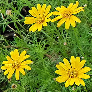 ダールベルグデージー 新 花と緑の詳しい図鑑