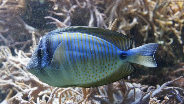 南国の癒やし 熱帯魚が登場する動画まとめ Mobercial