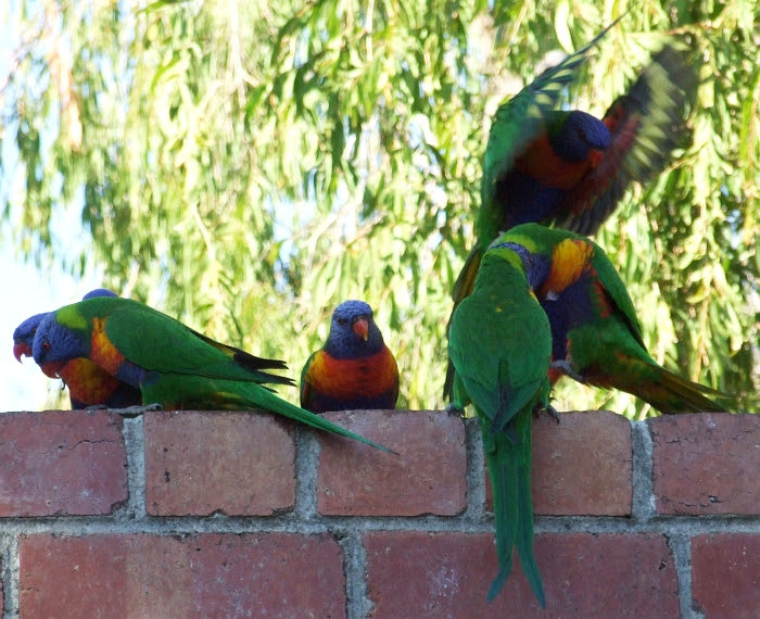 lorikeets in action