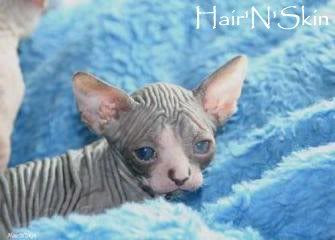 Dragonheart as a kitten