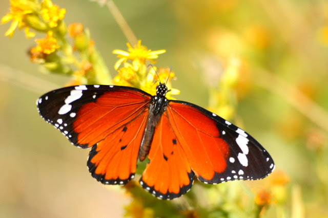 mariposa-monarca