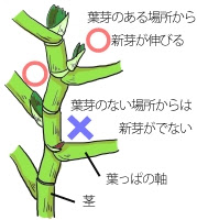 ベゴニア 木立性 の育て方 ヤサシイエンゲイ
