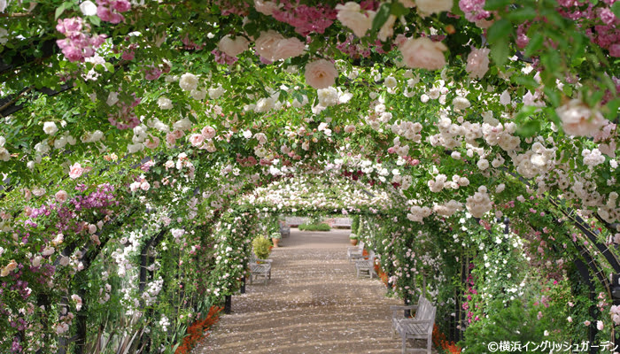 横浜イングリッシュガーデン 庭園 花ガーデン Tokyoおでかけガイド