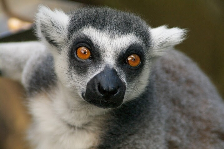 lemur shot with a 28-200 tamron lens