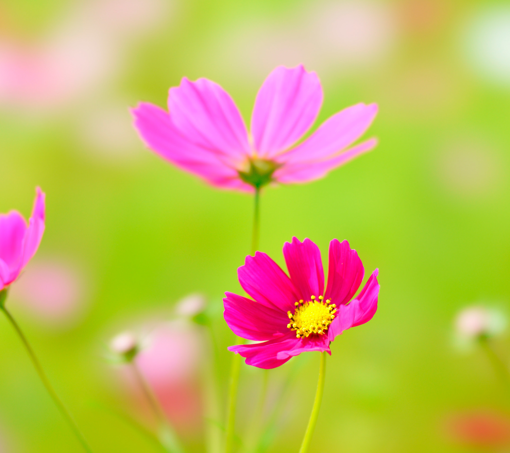 コスモス 秋桜 スマホ壁紙ならandroid壁紙タウン