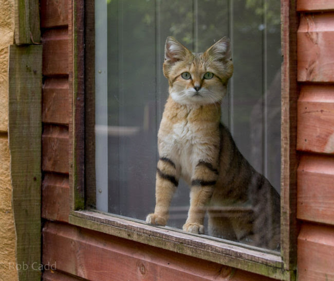 Arabian sand cat