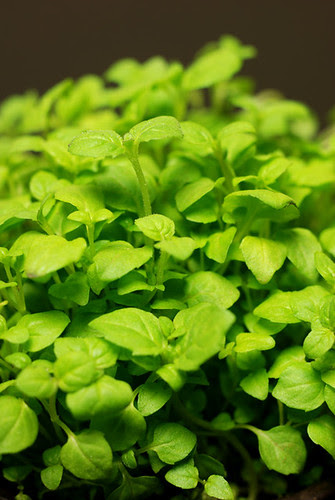micro herbs© by Haalo