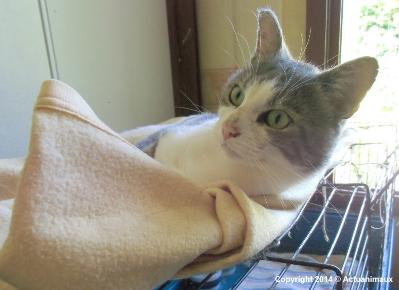 Minouminou Defense Des Animaux