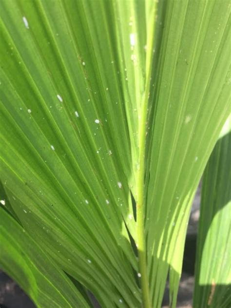 These types of lilies, iris, and creeping jenny will thrive in your water garden. White Spots - DISCUSSING PALM TREES WORLDWIDE - PalmTalk