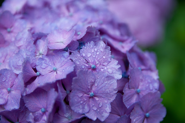 雨に濡れた紫陽花の花 2 写真共有サイト フォト蔵