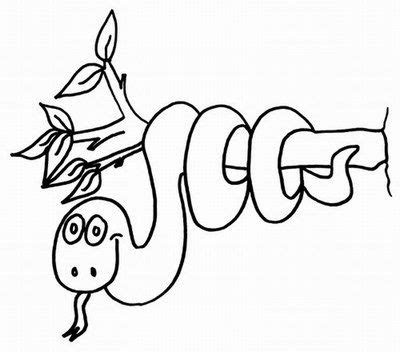 rainforest animals coloring pages printable jungle