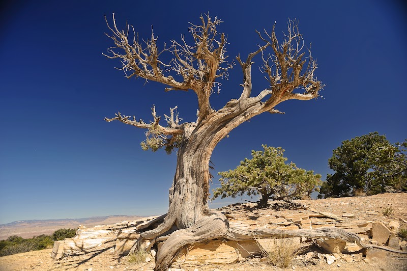 19+ Inspirasi Terkini Vieil Arbre