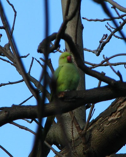 Wild London Parakeets (Group)