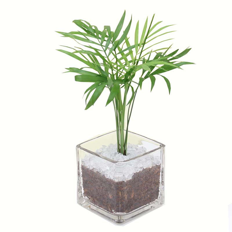 観葉植物のテーブルヤシの育て方 植え替え 剪定の時期や方法