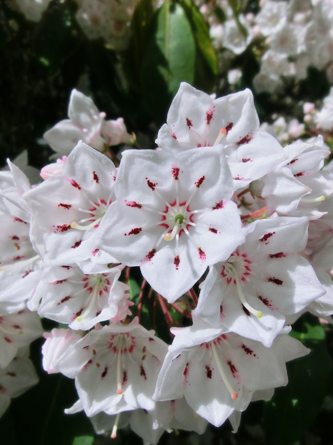 カルミア アメリカシャクナゲ 金平糖のような蕾や美しい花の形が面白い 5月中旬撮影 18年 植栽花木の観賞 K U R A D A S H I