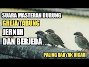 Panduan Suara Masteran Burung Gereja Tarung Jernih Dan Berjeda Kicaumania, Paling Baru!