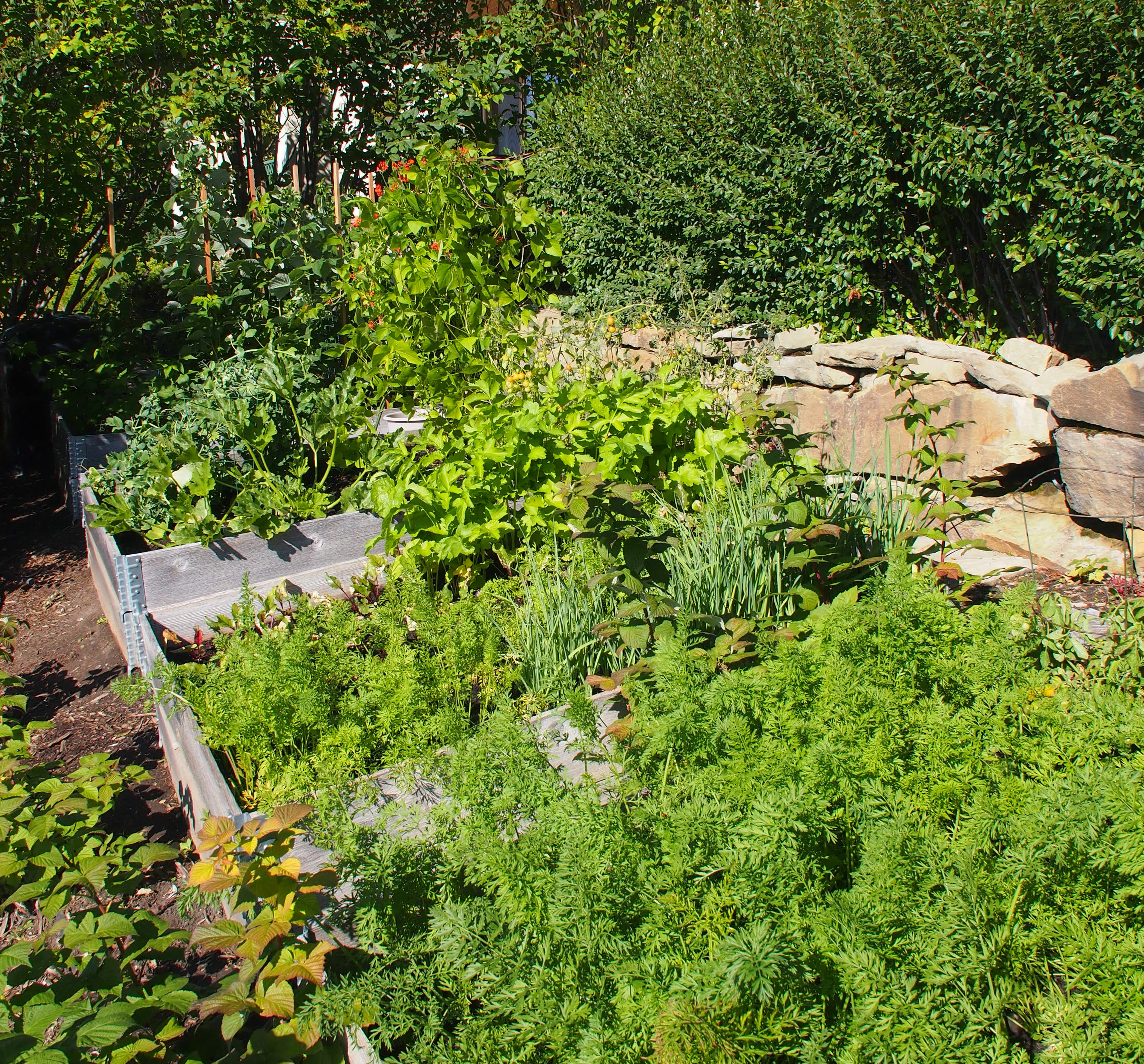 Small Backyard Veggie Garden