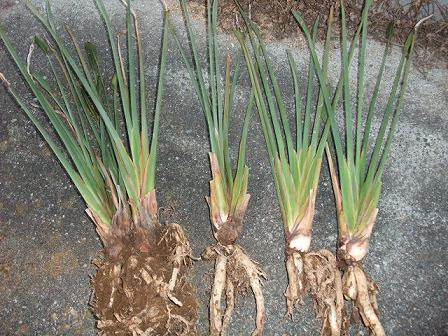 ストレリチア ユンケア 株分け 園芸侍の なんでも植物栽培記 楽天ブログ