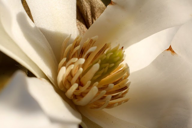 magnolia 2010