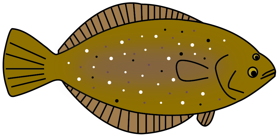 カレイとヒラメのイラスト ブリとヒラマサの違い 見分け方