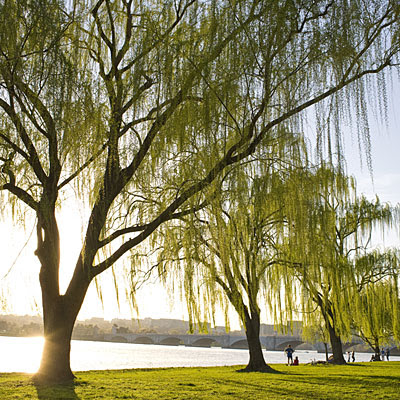 Willow bark - 9 Natural Remedies for Psoriatic Arthritis 