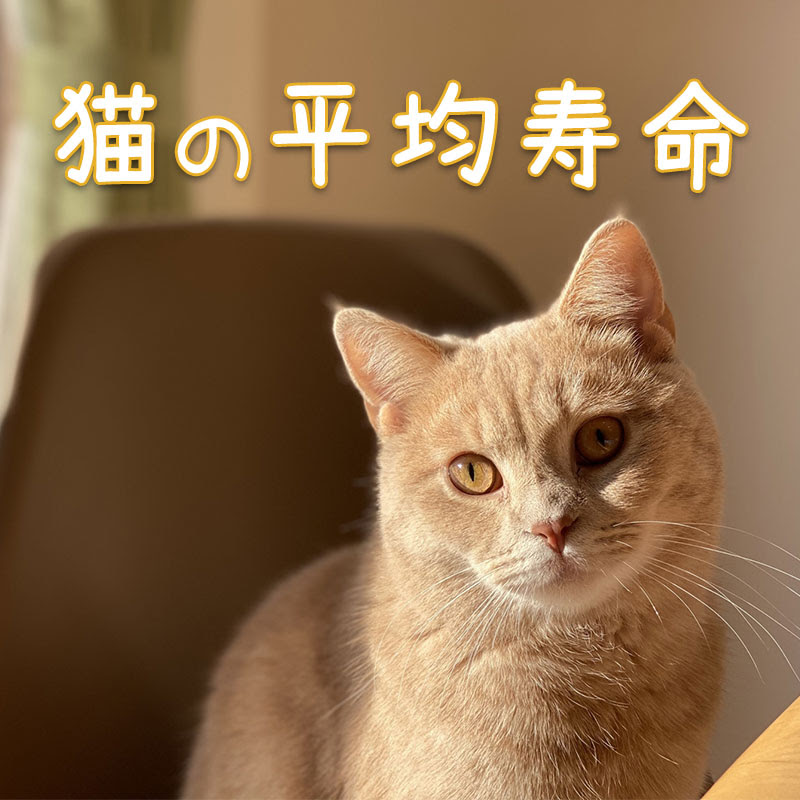 猫の平均寿命っていくつなの 長生きをさせるコツが知りたい