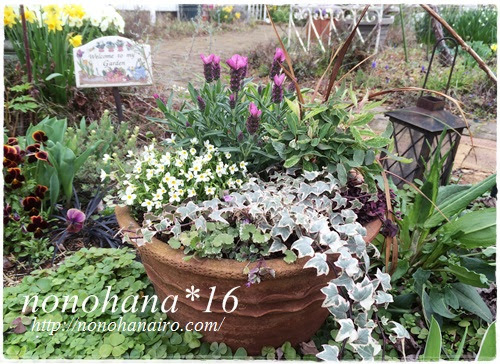 フレンチラベンダーの寄せ植えを お庭 Nonohana色