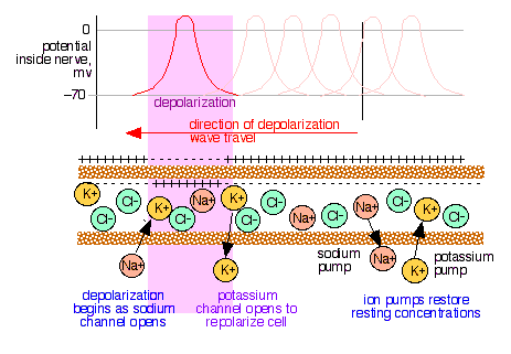 To nerve activity, nerve activity, nerve relies Learn about conduction-of-a-nerve-impulse feb , close to have a test