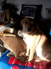 TutSophie_sun_42409b