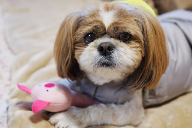 犬が遊んでいる時唸るのは怒っているから 唸る理由と対処法を紹介