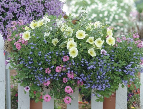 Cara Menanam Bunga Lobelia di dalam Pot - BibitBunga.com